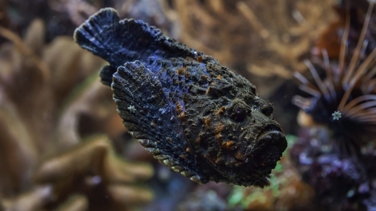 Reef Stonefish