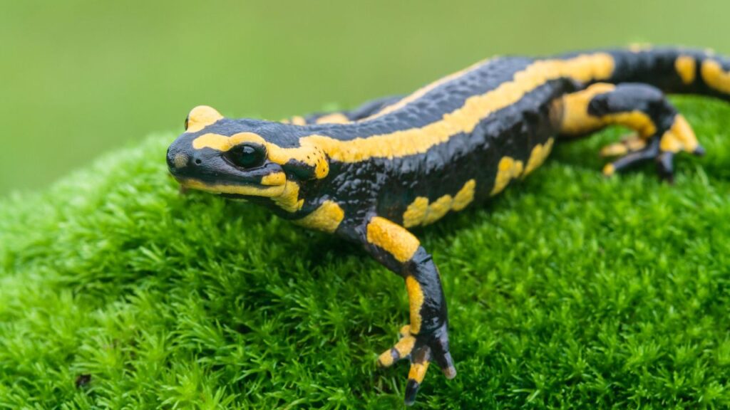 Salamander