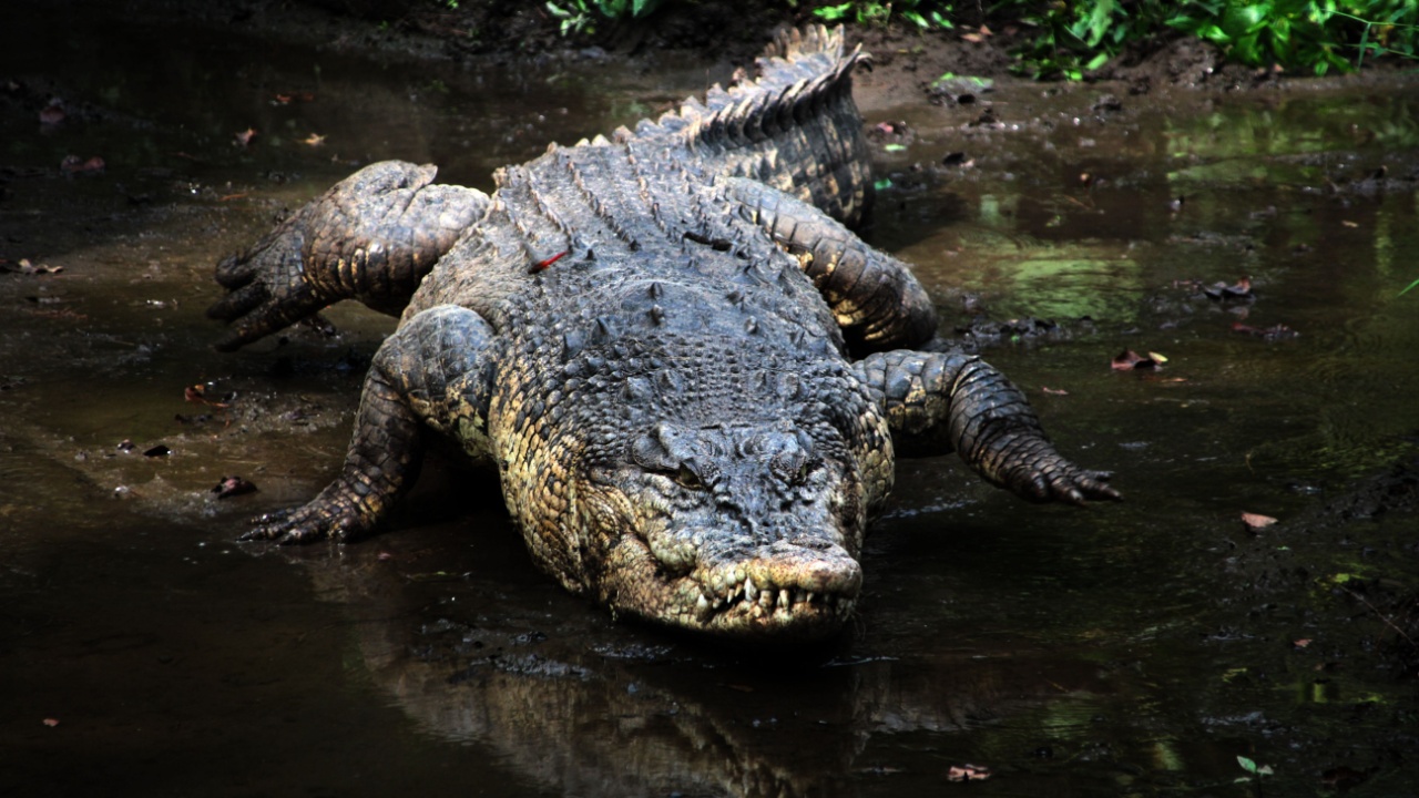 Saltwater Crocodile