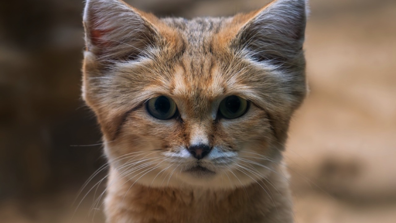 Sand cats