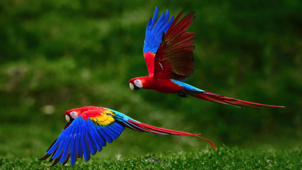 Scarlet Macaw