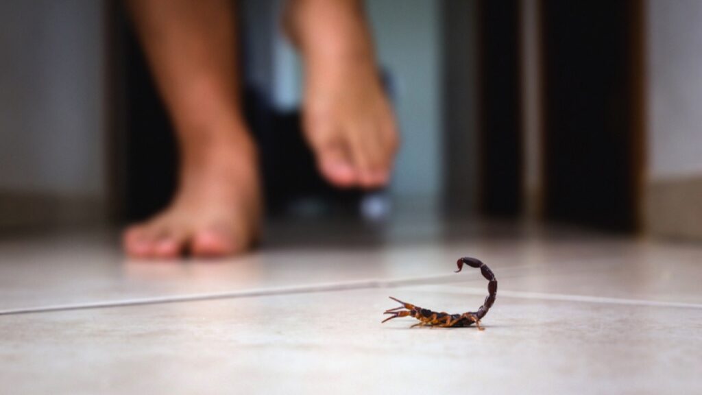 Scorpion indoors