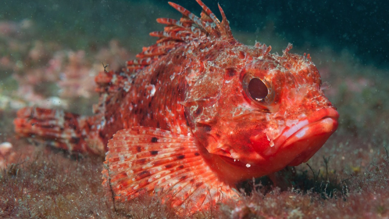 Scorpionfish