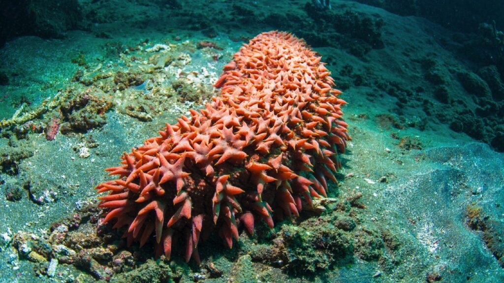 Sea-Cucumber