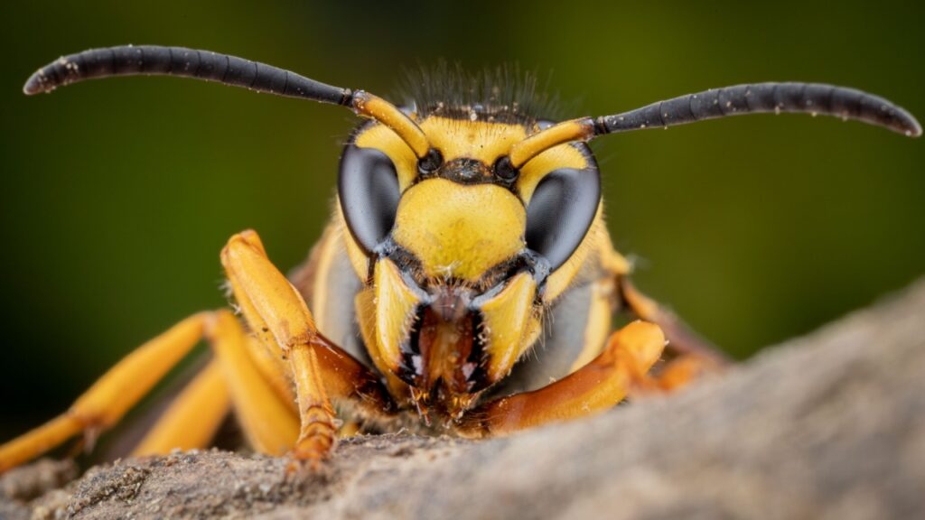 asian hornet