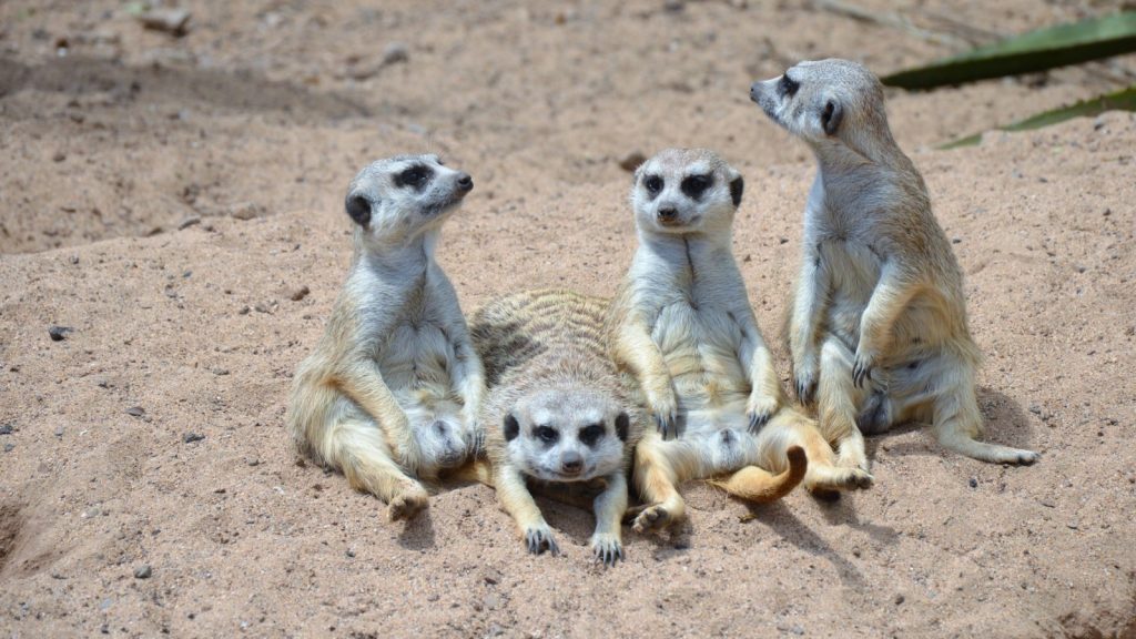 funny meerkats