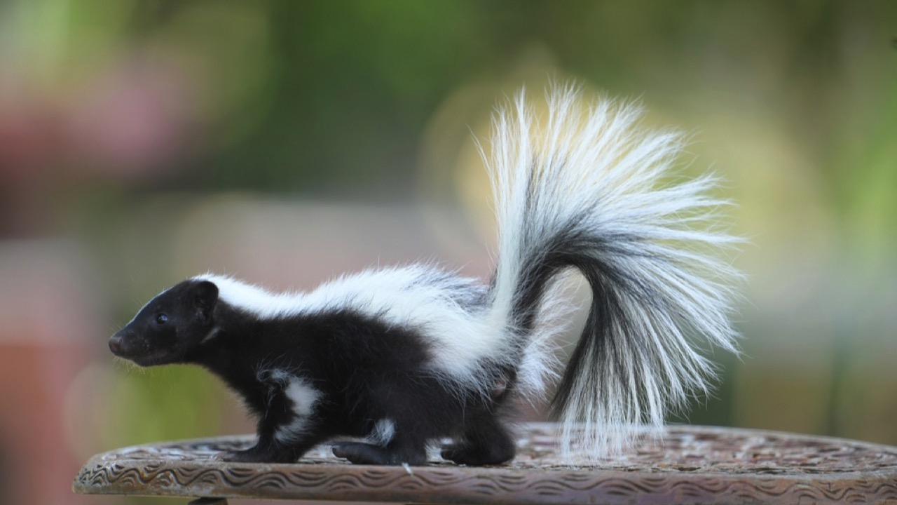 Skunk