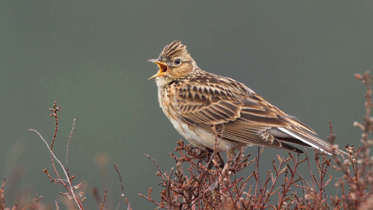 Skylark