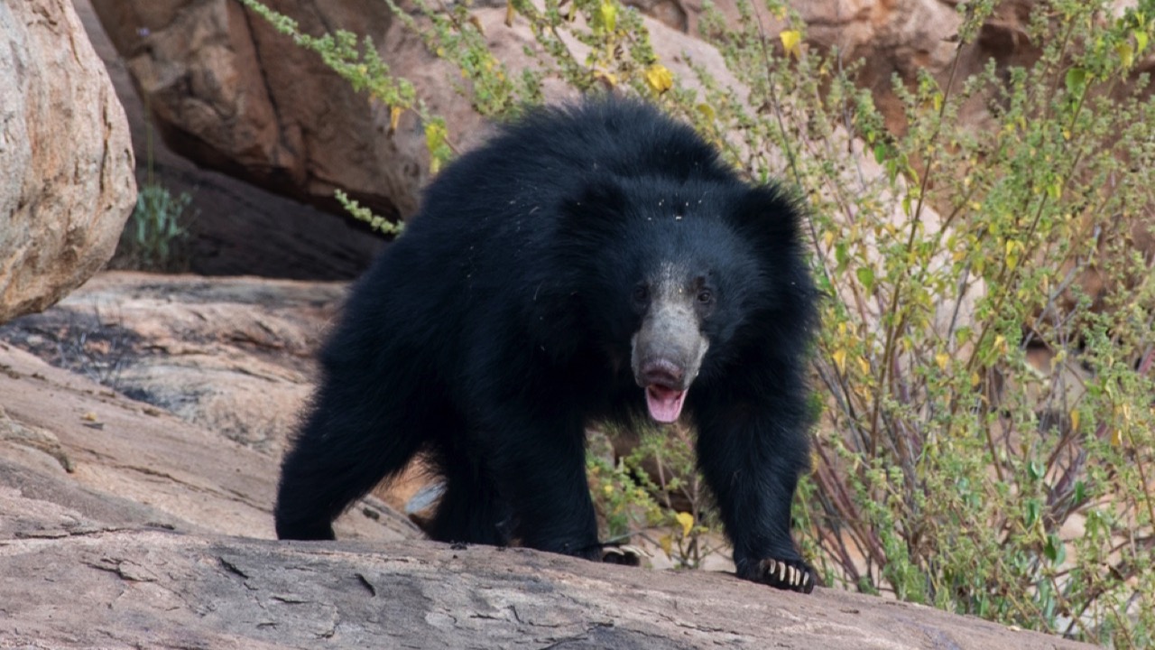 Sloth Bear