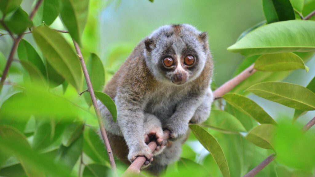 Slow-Loris