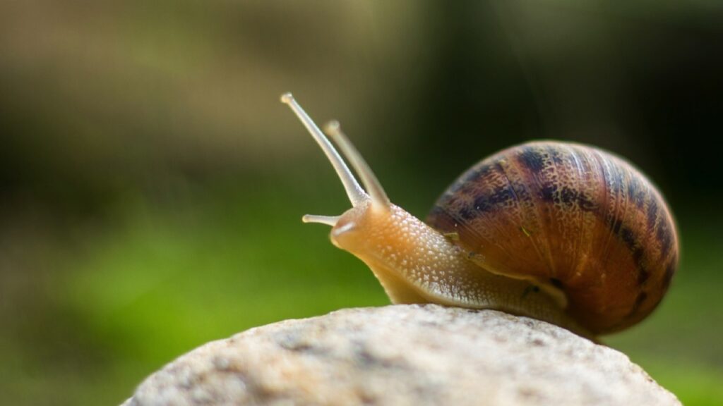 Snail