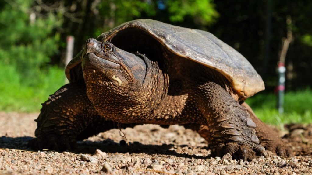 Snapping-Turtle