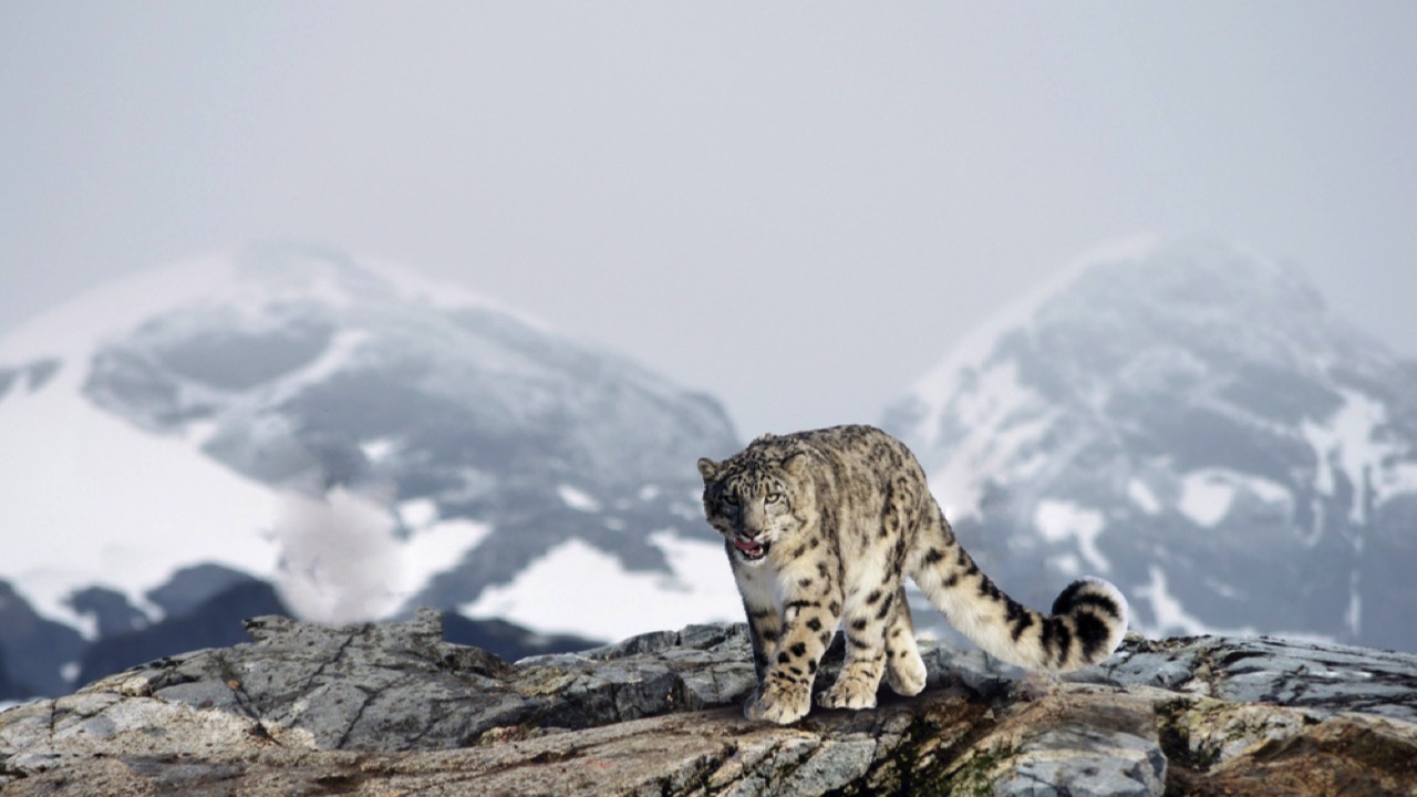 Snow Leopard