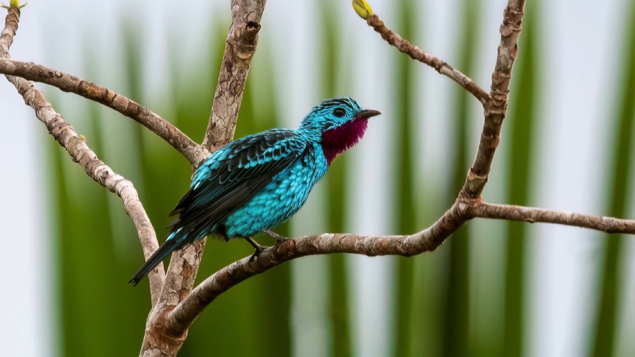 Spangled Cotinga