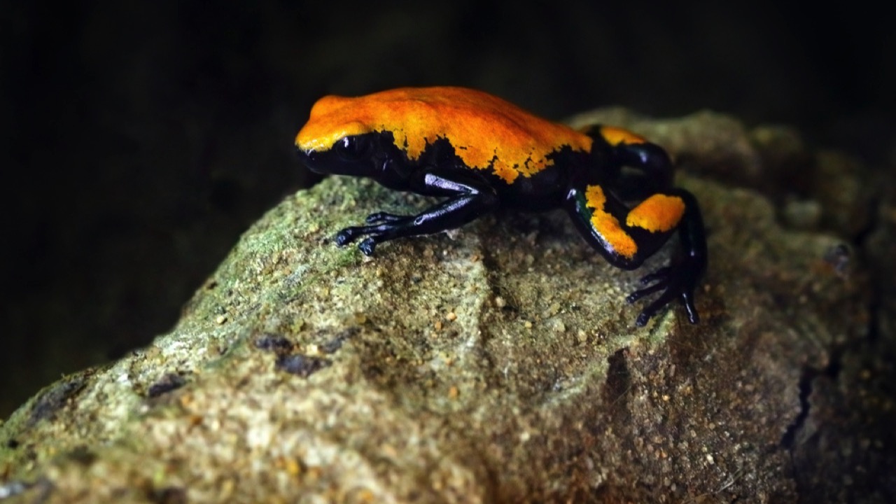  Splash-Backed Poison Frog 