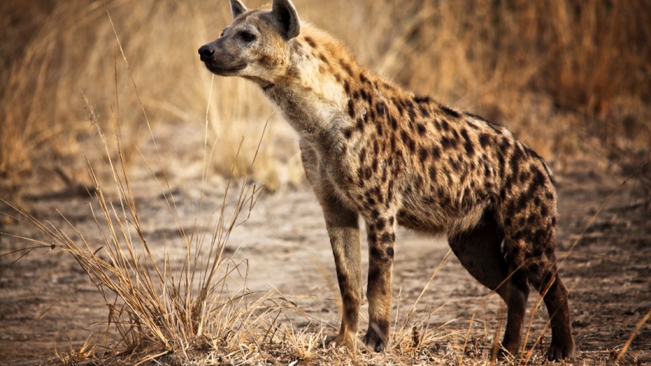 Spotted Hyena