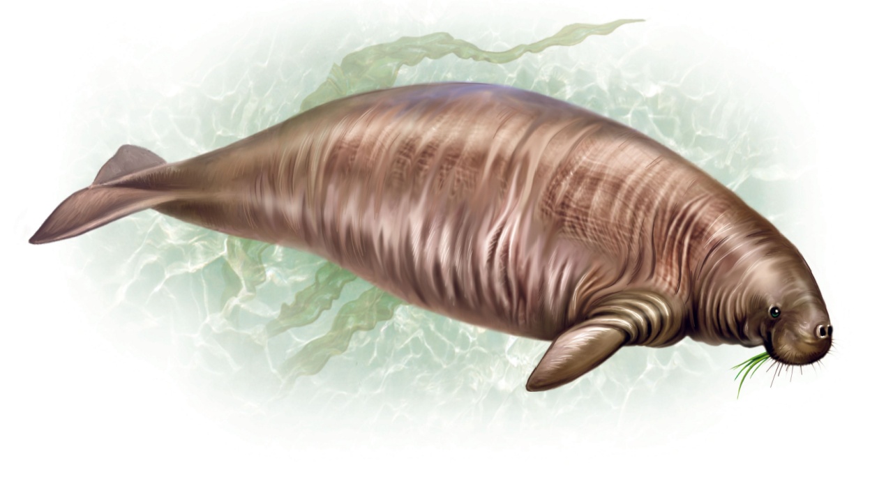 Steller's Sea Cow