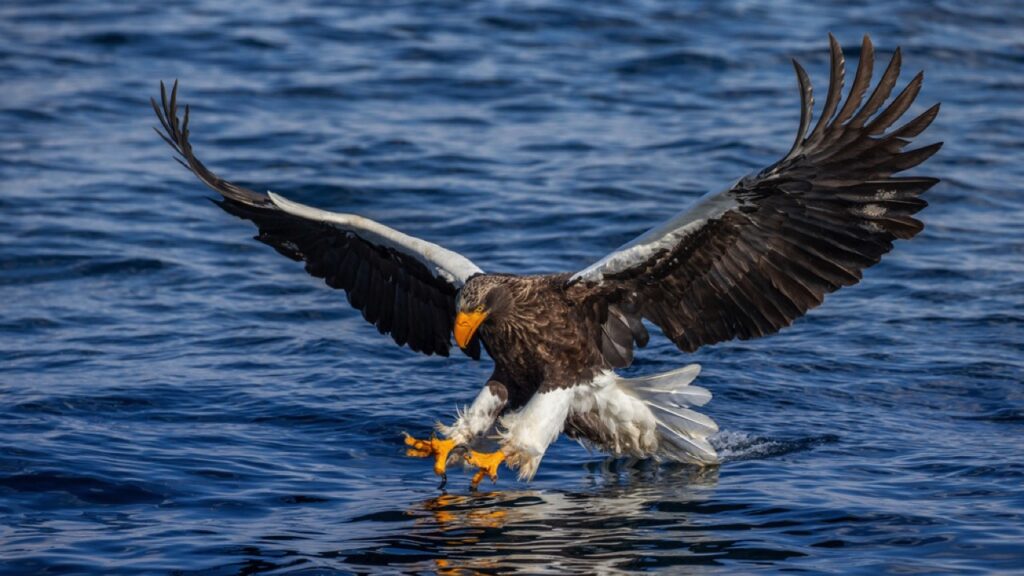 Steller's Sea Eagle at the time of catching fish