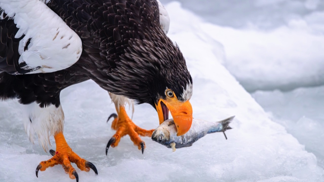 Steller's Sea Eagle