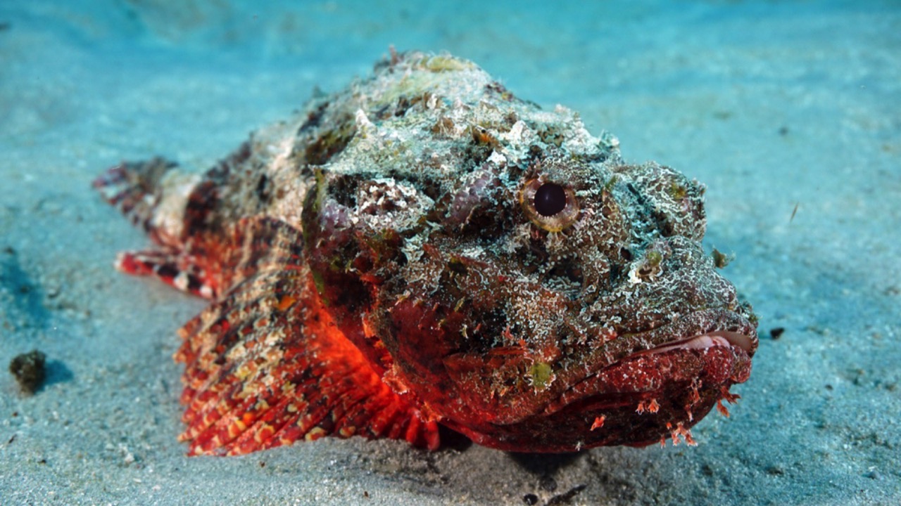 Stonefish