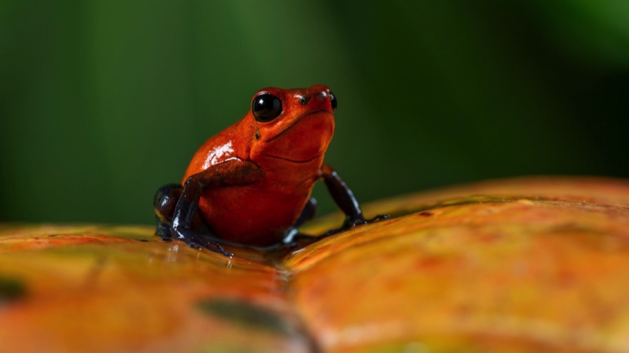 Strawberry Poison Dart Frog