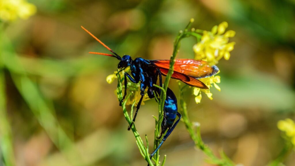 Tarantula-Hawk-Wasp