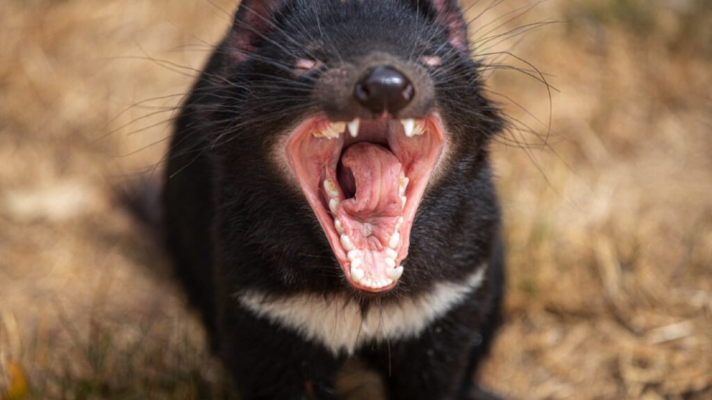 Tasmanian devil howling