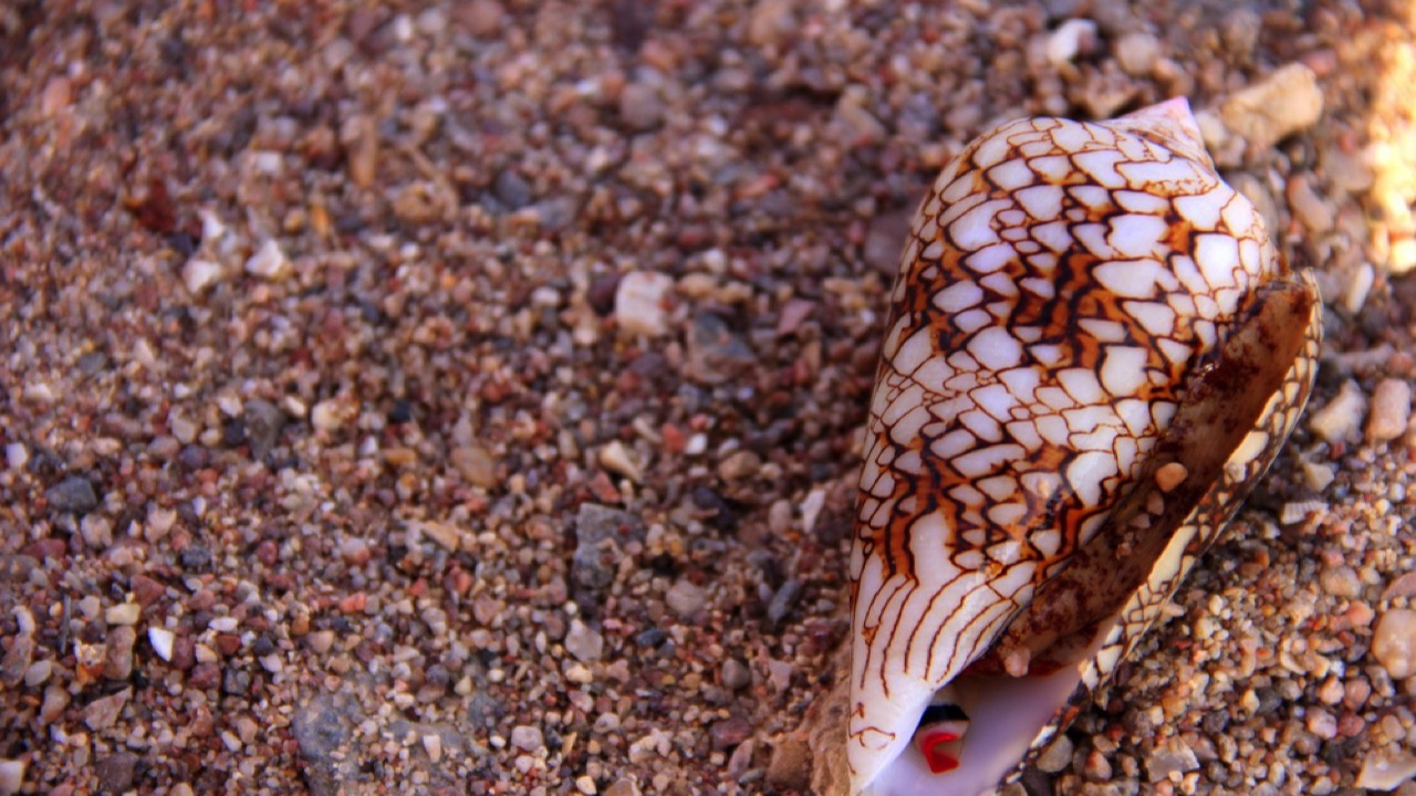 Textile Cone Snail