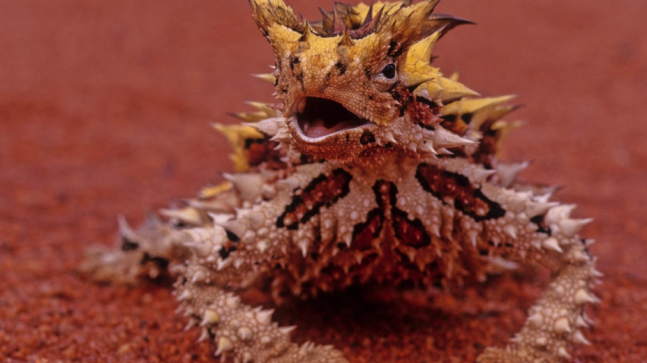 Thorny devils