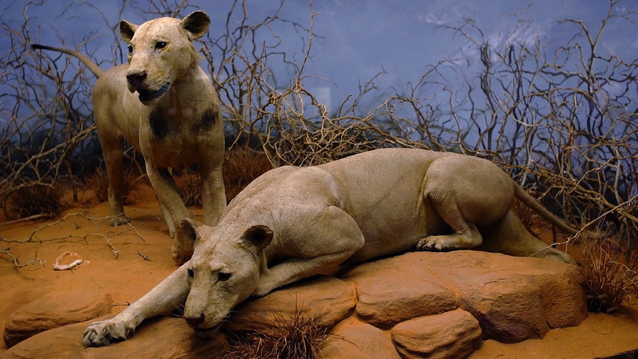 Tsavo Man-Eaters