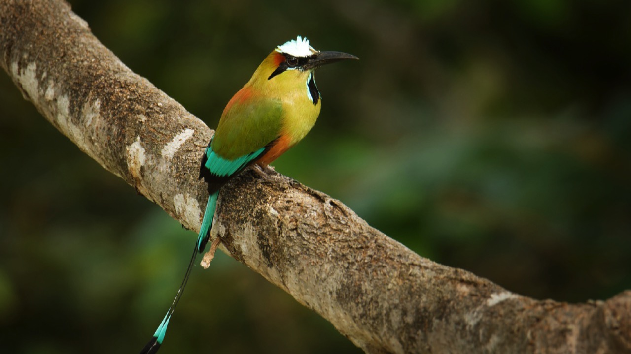 Turquoise-browed Motmot