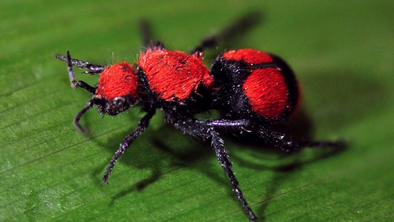 Velvet Ant