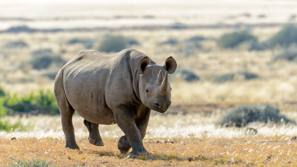 Western Black Rhinoceros