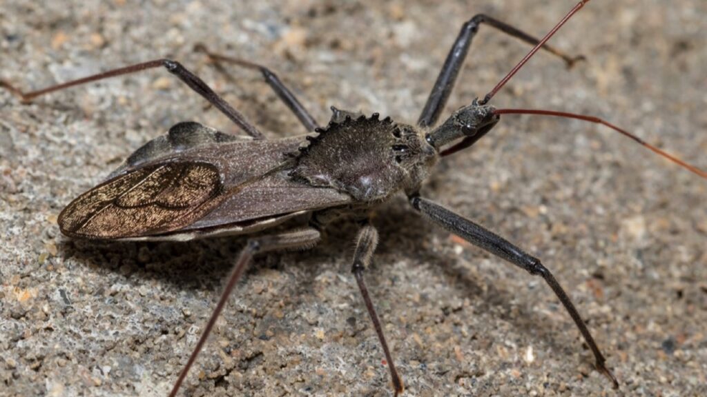 Wheel-Bug