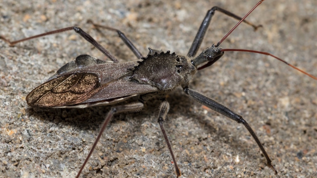 Wheel Bug