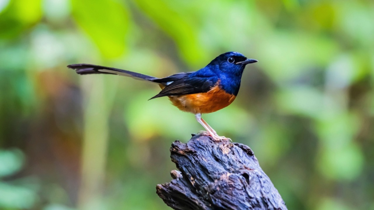 White-rumped Shama