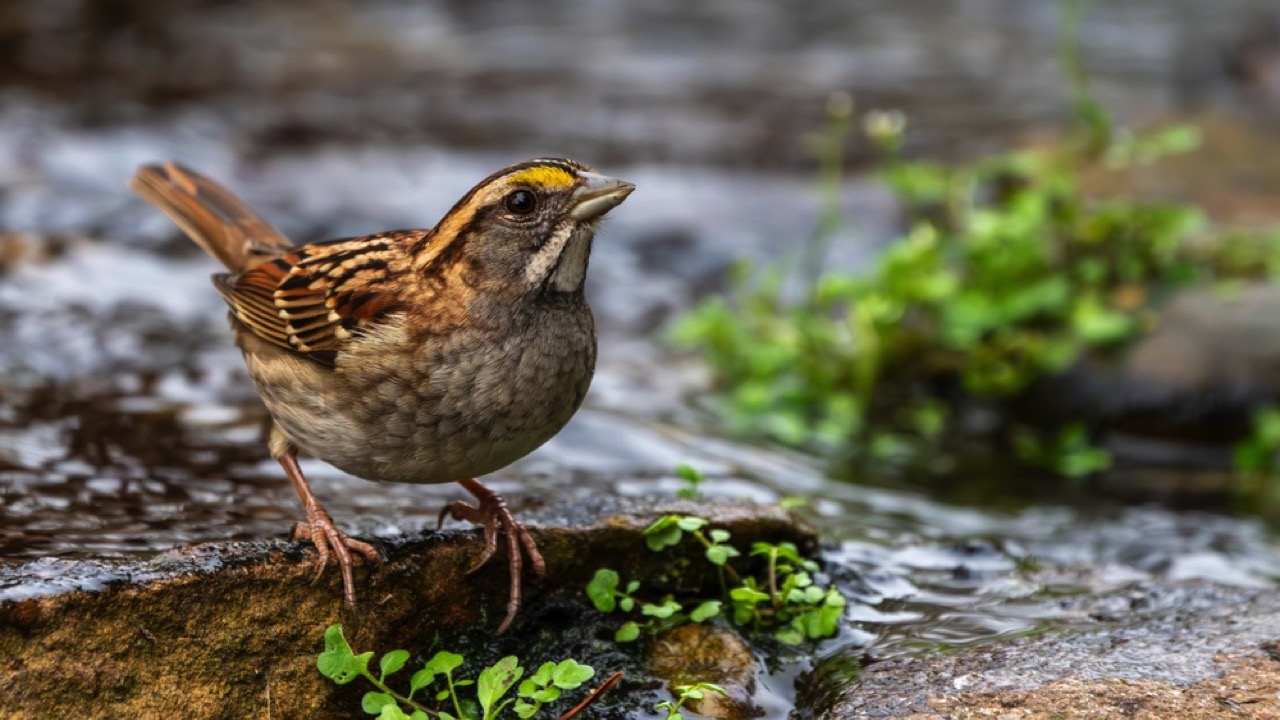 White-throated Sparrow