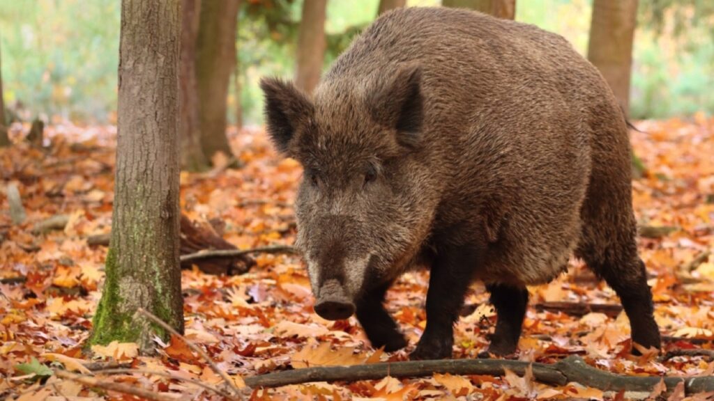 Wild Boar roaming in backyard