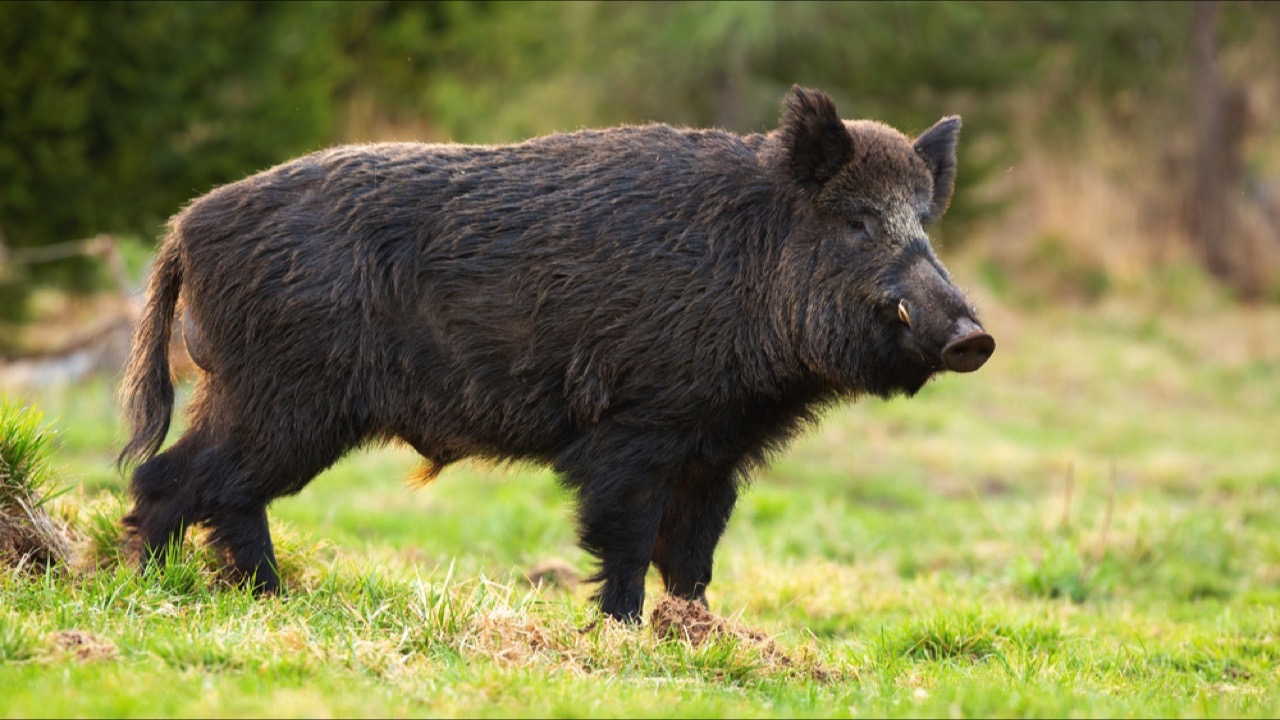 Wild Boar