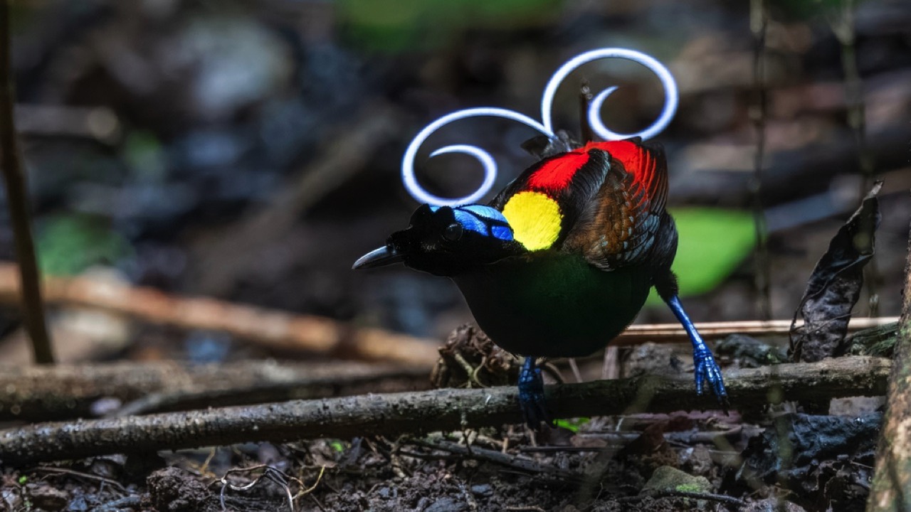 Wilson's Bird-of-Paradise