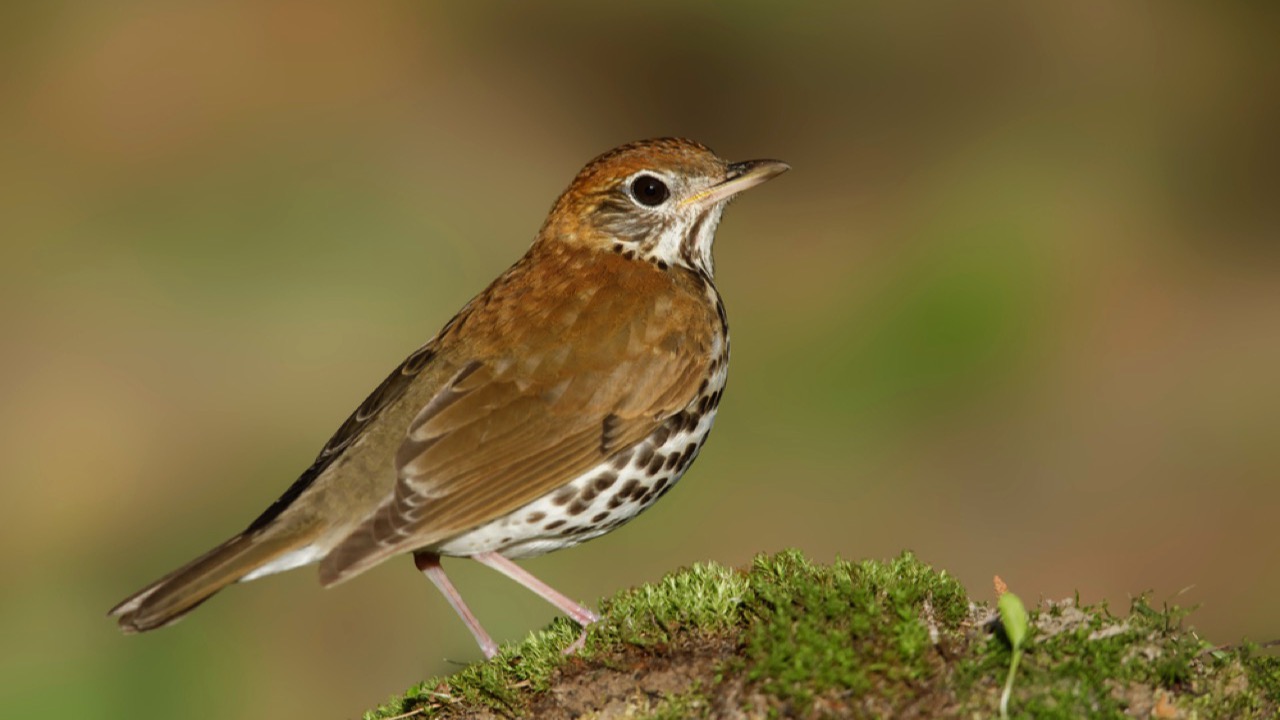 Wood Thrush