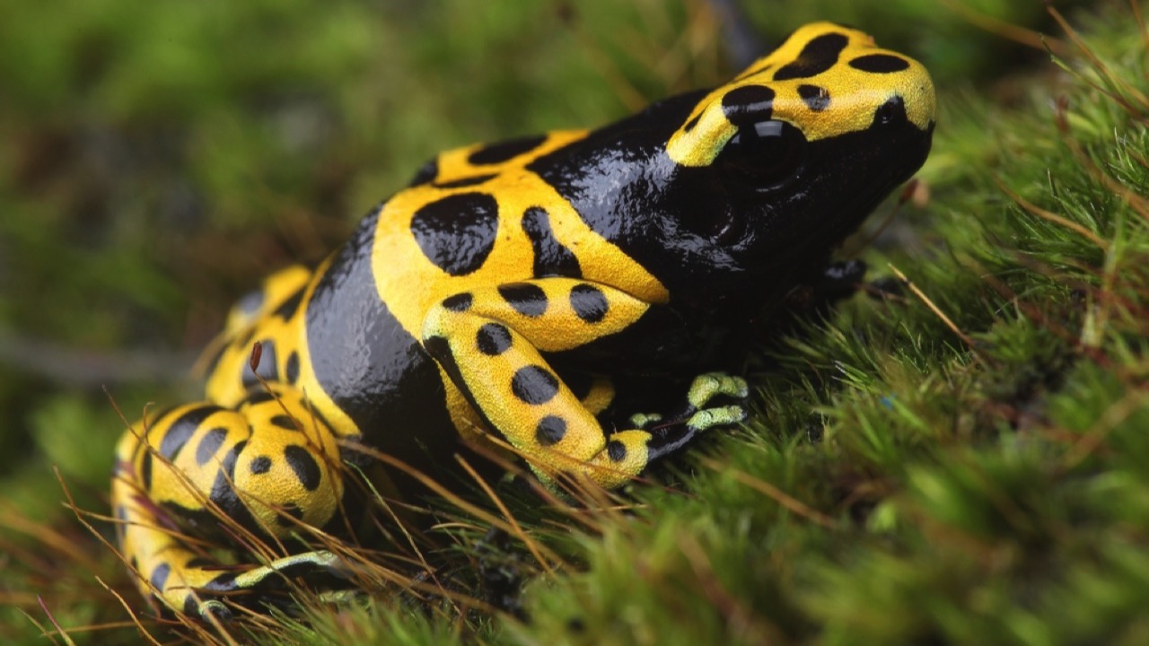 Yellow-Banded Poison Dart Frog 