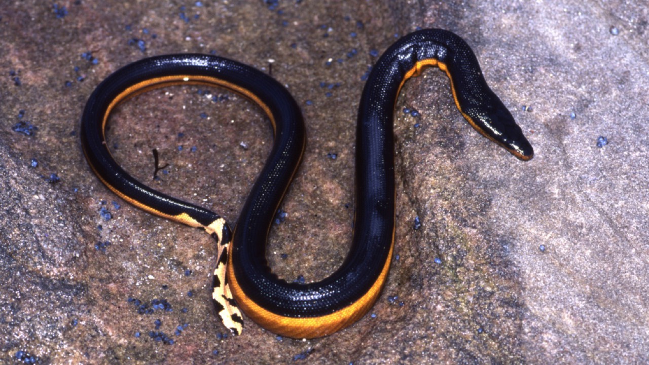Yellow-Bellied Sea Snake