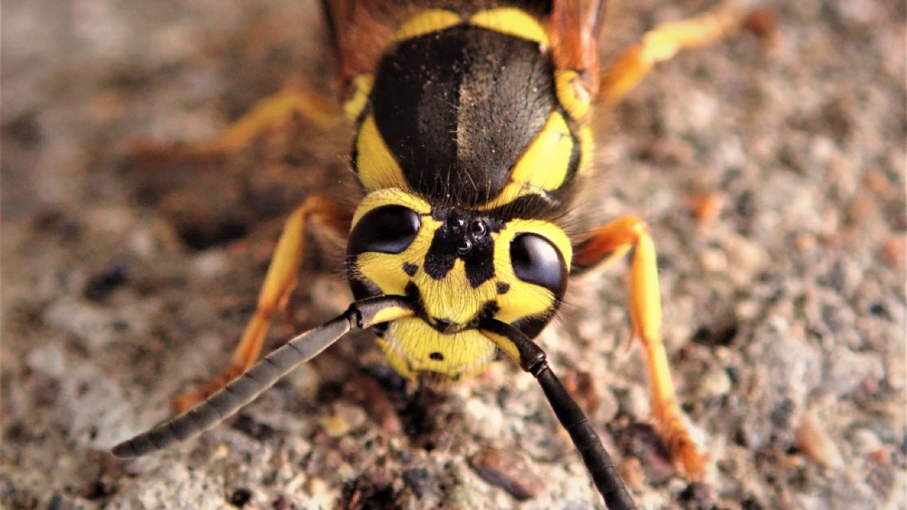 Yellow-Jacket-Wasp