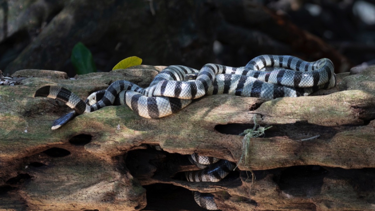 Yellow-Lipped Sea Krait