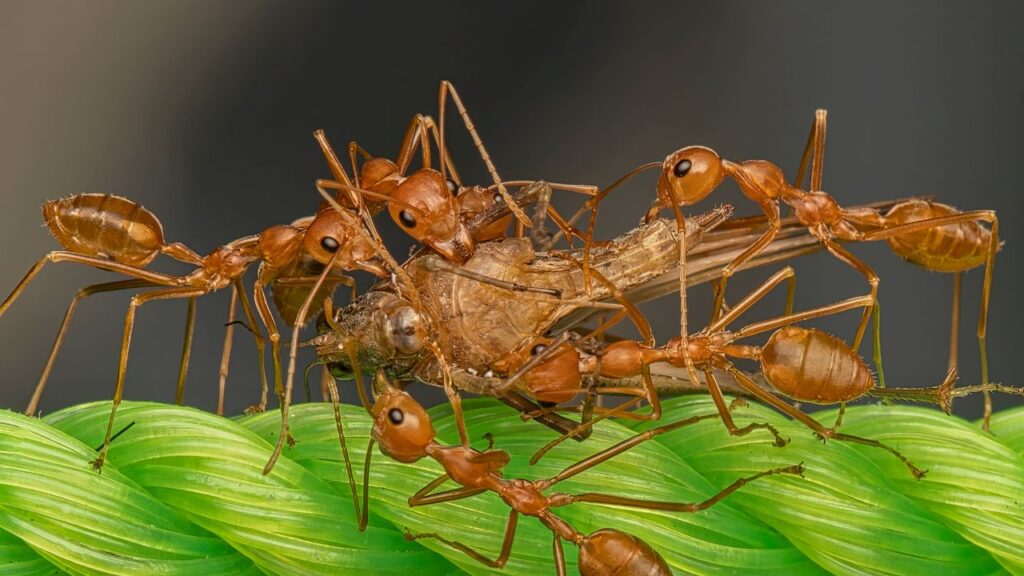 Ants Carrying a Dead Insect⁠