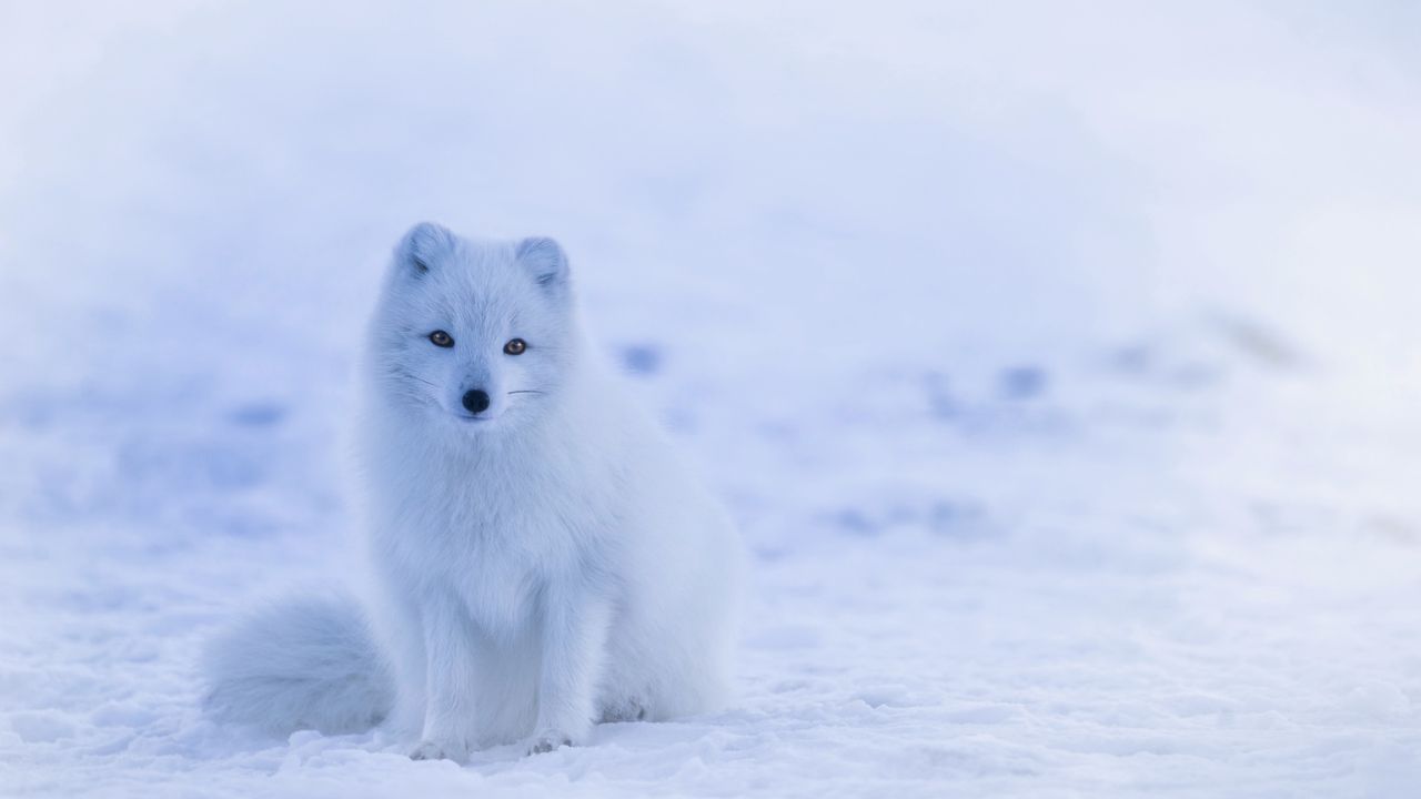 arctic fox