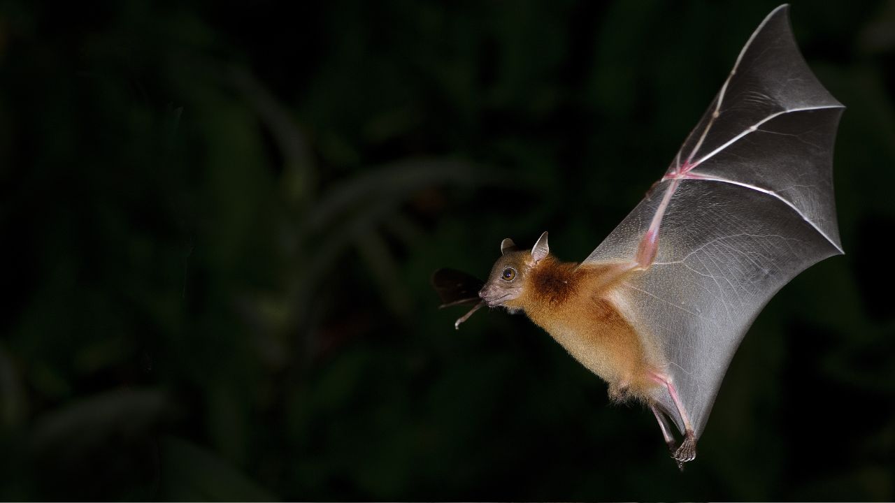 bat flying