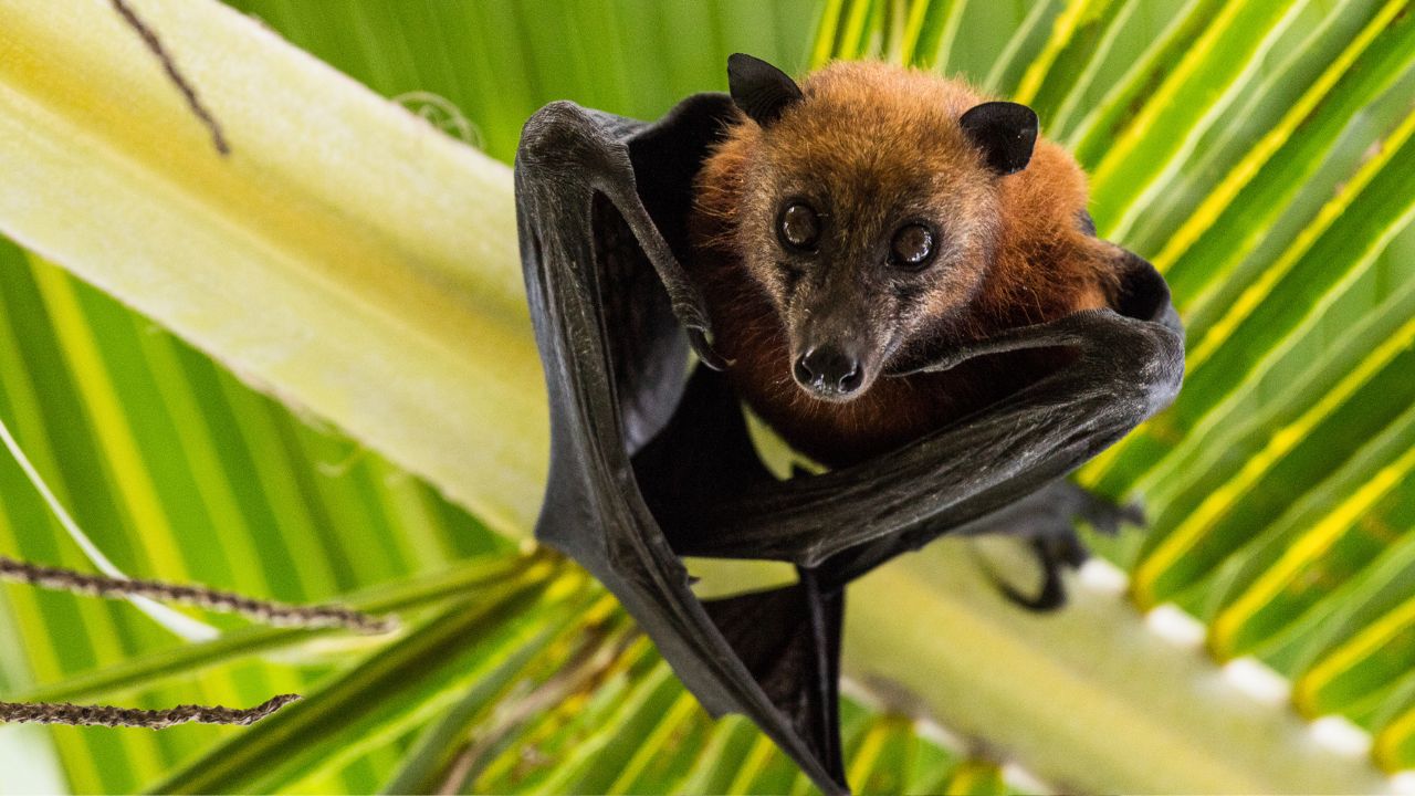 Bat