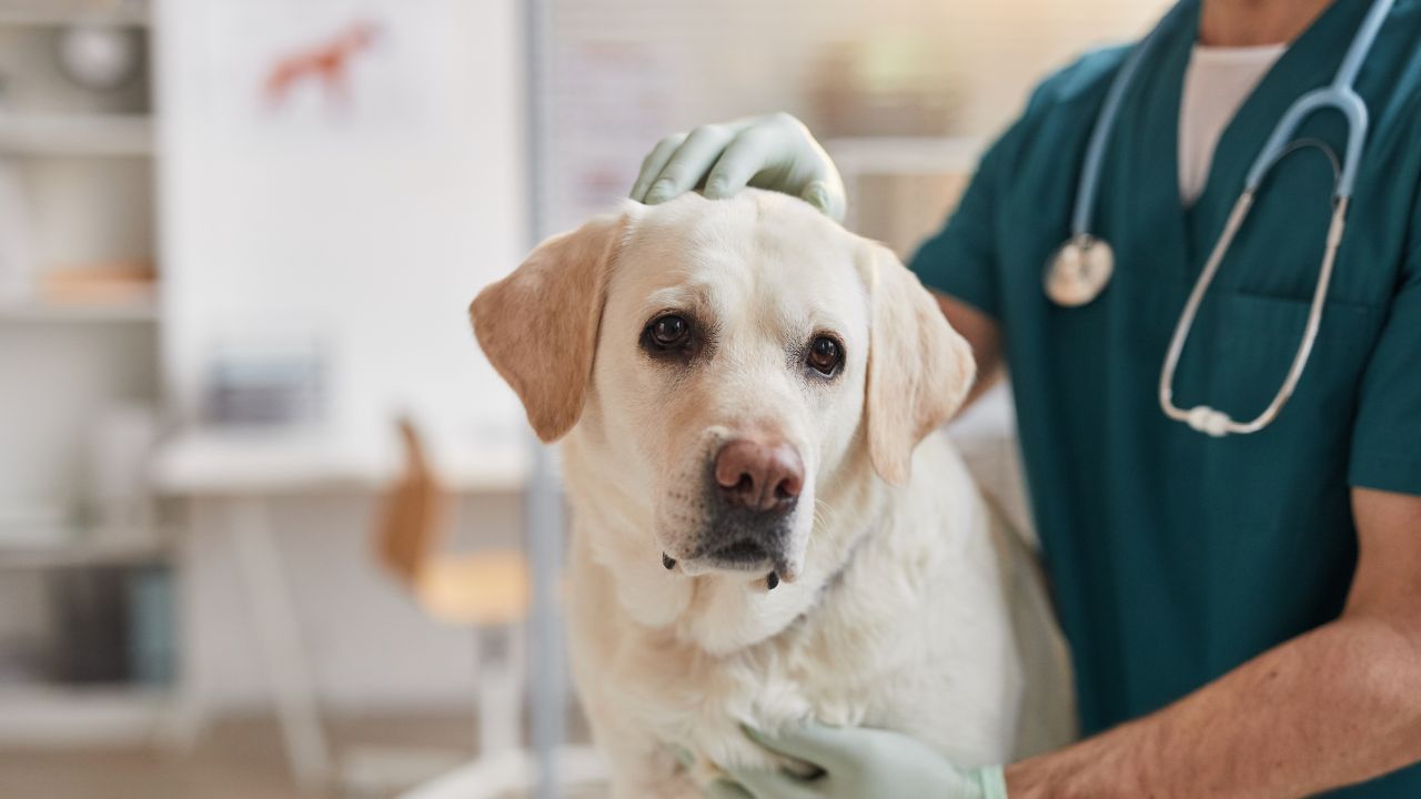 dog at vets